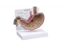 model jelita grubego - 1019554 [w33364] 3b scientific modele anatomiczne 9